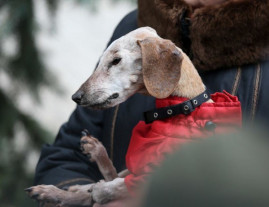 В Украине выбрали самую старую собаку: рекорд установила такса Нора