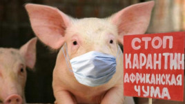 Погіршення епізоотичної ситуації з Африканська чума свиней на території України