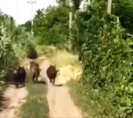 В Криворожском районе из-за обстрелов нашествие сбежавших из Херсонской области диких кабанов