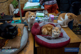 В Каменском построят пункт временного содержания бездомных животных