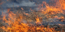 З початку літа на Дніпропетровщині сталося 15 лісових пожеж З початку літа на Дніпропетровщині сталося 15 лісових пожеж