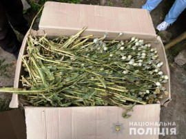 На Дніпропетровщині правоохоронці виявили незаконні посіви рослин снодійного маку та коноплі
