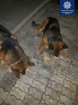 В Днепре патрульные вернули домой сбежавших овчарок В Днепре патрульные вернули домой сбежавших овчарок