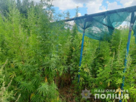 Понад 30 кілограмів марихуани вилучили криворізькі поліцейські у будинку місцевого жителя Понад 30 кілограмів марихуани вилучили криворізькі поліцейські у будинку місцевого жителя