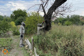 У Дніпрі поселився рій шершнів: довелося викликати рятувальників У Дніпрі поселився рій шершнів: довелося викликати рятувальників