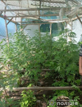 На Дніпропетровщині 43-річний чоловік вирощував у теплиці коноплі