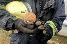 У Кам’янському рятували совеня, яке впало у вентиляційну шахту