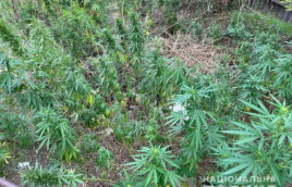 Житель Кривого Рогу вирощував у дворі коноплі Житель Кривого Рогу вирощував у дворі коноплі