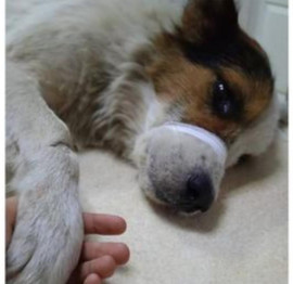 У Кривому Розі рятують собаку, якому власниця відрізала статевий орган