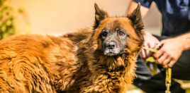 Легендарний пес Крим оговтується після ракетного удару і вже не ллє сліз