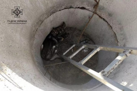 На Дніпропетровщині надзвичайники врятували песика На Дніпропетровщині надзвичайники врятували песика