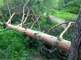 У Кам'янському у лівобережному лісі на чоловіка впало дерево У Кам'янському у лівобережному лісі на чоловіка впало дерево
