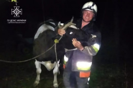 На Дніпропетровщині рятували корову, яка впала в підвал (фото) На Дніпропетровщині рятували корову, яка впала в підвал (фото)