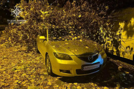 У Дніпрі дерево впало на автівки У Дніпрі дерево впало на автівки