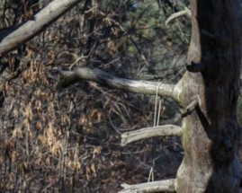 Шукали два тижні: у Підгородному знайшли мертвим зниклого чоловіка