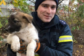 У неділю вранці надзвичайники рятували цуценя У неділю вранці надзвичайники рятували цуценя