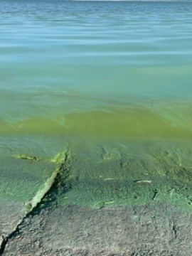 Неприємний запах у Кам’янському викликаний цвітінням води