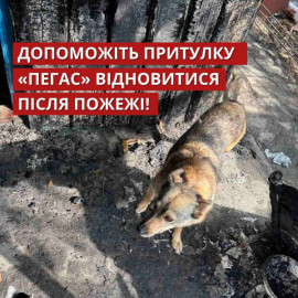 Під Дніпром горів притулок «Пегас», де живуть 800 тварин, постраждав і будинок ВПО Під Дніпром горів притулок «Пегас», де живуть 800 тварин, постраждав і будинок ВПО
