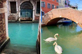 Природа берет свое: Из-за карантина по коронавирусу вода в каналах Венеции стала чище и вернулись лебеди