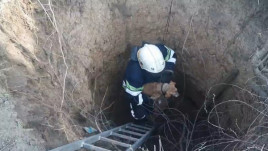 Спасатели продолжают помогать животным в беде