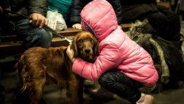 В Україні офіційно дозволили йти до укриття із домашніми тваринами