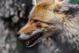 На Дніпропетровщині дика лисиця напала на жінку з дітьми На Дніпропетровщині дика лисиця напала на жінку з дітьми