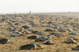 Опустевшими пляжами Индии воспользовались черепахи. Они отложили там около 60 миллионов яиц