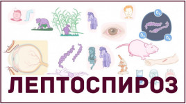 Кам’янчанам нагадують про небезпеку лептоспіроза