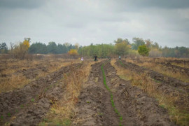 На Дніпропетровщині висаджують нові ліси