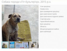Минюст выставляет на аукцион собак, арестованных за долги их владельцев