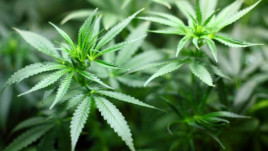 Ученые выявили у марихуаны способность блокировать и лечить Covid-19 - СМИ