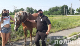 Полицейские Каменского вернули владелице украденного коня