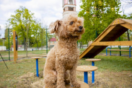 В Каменском откроется площадка для выгула собак
