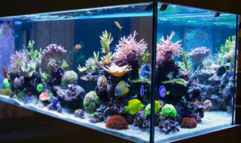 Итальянка связала аквариум из цветной пряжи