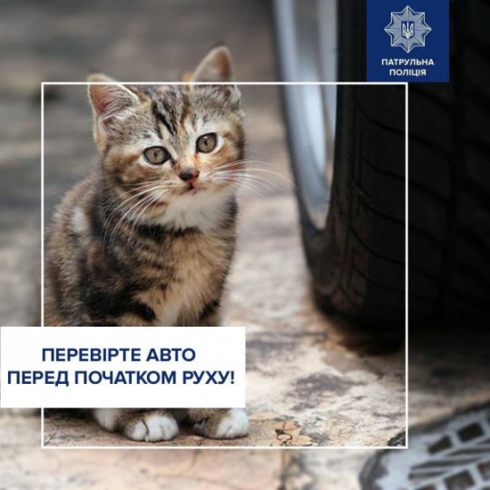 Увага, водії! Узимку під капотом авто ховаються коти та собаки