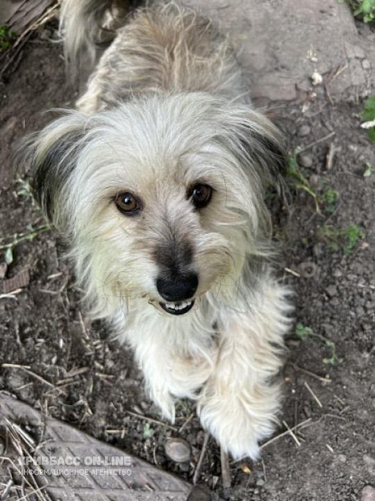 Верховна Рада підтримала законопроєкт про гуманне поводження з тваринами