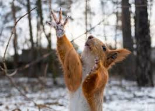 Невеликий сніг та ожеледицю прогнозують на Дніпропетровщині 24 січня