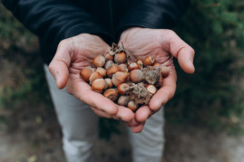 На Дніпропетровщині підприємець заснував сад фундука