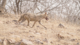 У лісах Дніпропетровщини помітили зграї шакалів: хижаки можуть загрожувати домашнім тваринам
