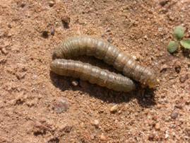 У посівах озимих культур активізувалися шкідники