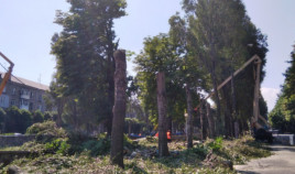Реконструкция сквера на пр. Свободы в Каменском - БЕЗ вырубки деревьев! Каменчане создали петицию