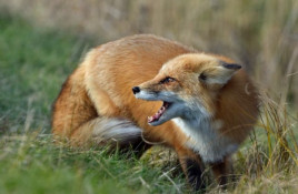 У Кам’янському районі проведуть вакцинацію диких тварин від сказу