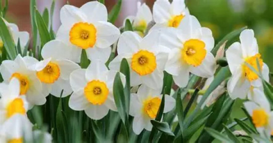 На Дніпропетровщині 13 квітня прогнозують дощ і заморозки на ґрунті