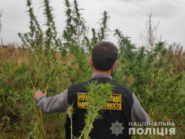 У Дніпровському районі правоохоронці виявили та знищили посів культивованих конопель