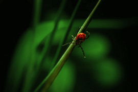 Епідситуація на Дніпропетровщині: один випадок хвороби Лайма та ріст ГРВІ