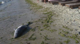 В Одесі біля затопленого танкера «Делфі» знайшли загиблого дельфіна