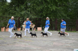 У Кам’янському майже 400 собак зібралися на всеукраїнську виставку