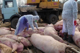 Хто викинув трупи інфікованих свіней під Новомоськоськом?