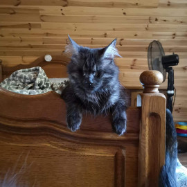 Слепого котенка из Днепра “усыновили” жители Польши