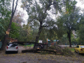 У Кам’янському дерево впало на припарковані автомобілі